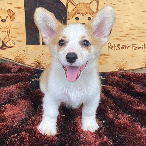 Chú chó Corgi con lông vàng trắng đáng yêu, tai lớn dựng đứng, ngồi trên thảm nâu với biểu cảm vui tươi.