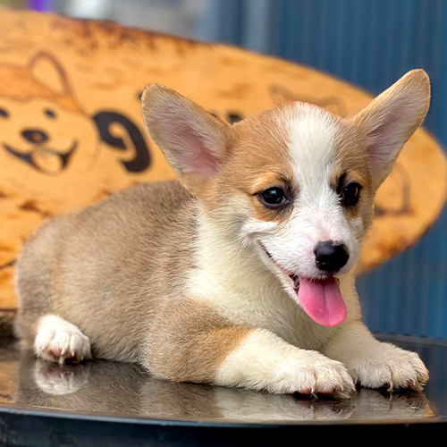 Chú chó Corgi nằm thư giãn với nụ cười đáng yêu