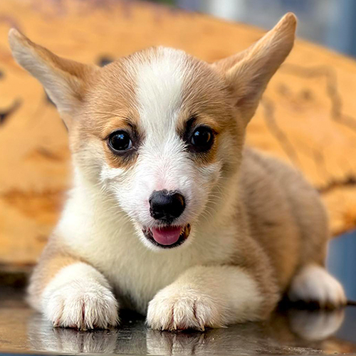 Chó Corgi thuần chủng vàng trắng nằm ngoan trên bàn, tai to dựng đáng yêu
