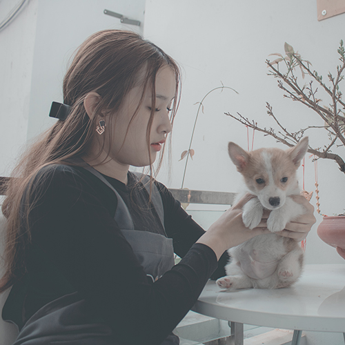 Chuyên viên chăm sóc đang bế chó Corgi con tại trại giống