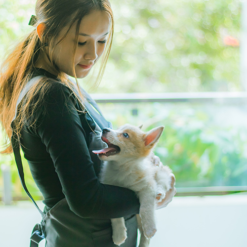 Cô gái trẻ ôm chó Corgi con và giao tiếp bằng ánh mắt