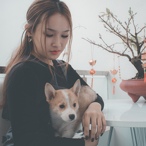 Cô gái trẻ ôm chó Pembroke Corgi nhỏ, biểu cảm gắn bó tình cảm