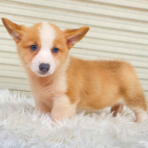 Giống chó Corgi lưng dài, chân ngắn, mông trái tim đáng yêu.
