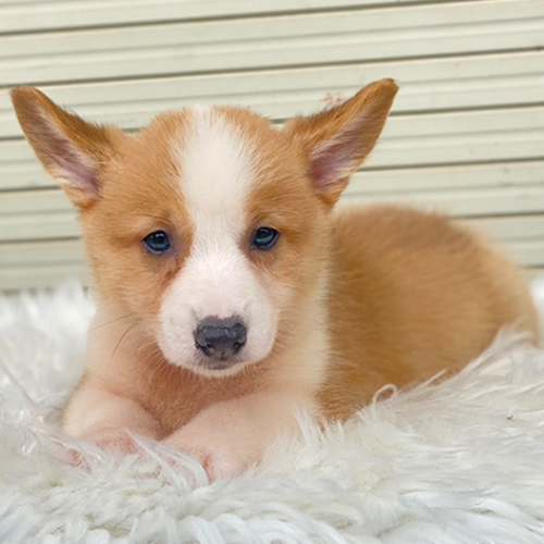 Chó Corgi ngáo thuần chủng nằm trên thảm lông trắng