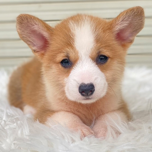 Chú chó Corgi con lông vàng trắng đáng yêu, nằm trên lớp lông trắng mềm mại.