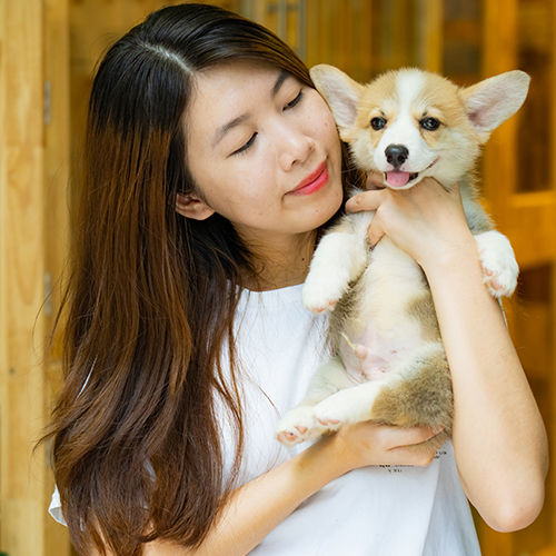 Chó Corgi và chủ nhân, tuổi thọ trung bình từ 12-15 năm khi được chăm sóc tốt.