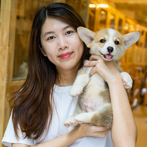 Sarge, chú chó Corgi đực 2 tháng tuổi, lông vàng trắng, đáng yêu, chân lùn, và khuôn mặt rạng rỡ.
