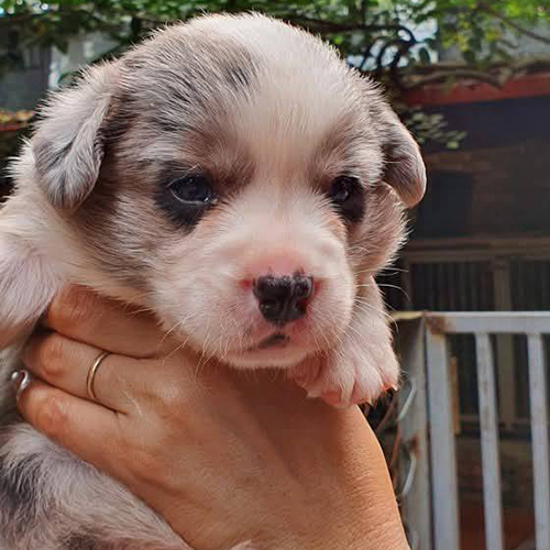 Mặt cận cảnh chó Corgi tai tam giác và mũi hồng đáng yêu