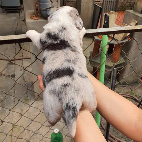 Lưng chó Corgi con màu Blue Merle với hoa văn lông đốm đặc trưng
