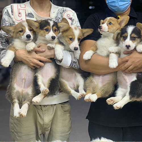 Các chú chó Corgi con được bế bởi nhân viên trại giống uy tín