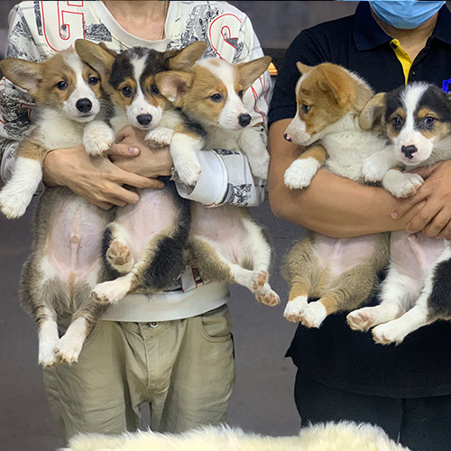Đàn chó Corgi thuần chủng vàng trắng và tricolor đáng yêu