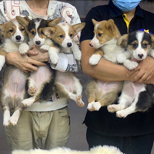 Dàn chó Corgi con đạt tiêu chuẩn giống chất lượng cao tại trại giống.