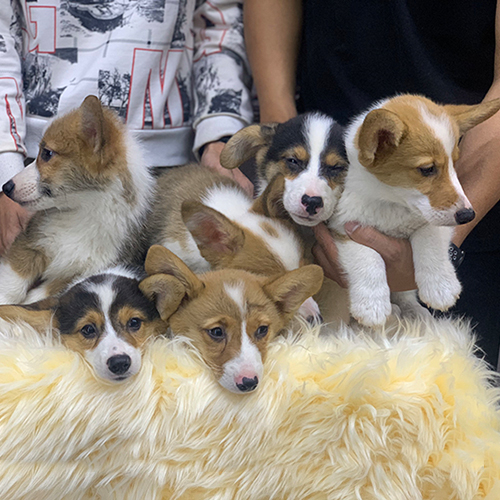 Đàn chó Corgi 2 tháng tuổi đáng yêu tại Chomeocanh.com.