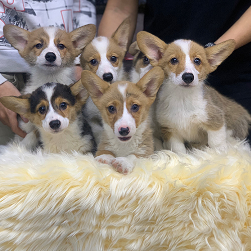 Đàn chó Corgi thuần chủng dễ thương tại Chomeocanh.com