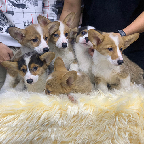 Đàn chó Corgi con đáng yêu, nhiều màu sắc, ngồi trên chăn lông mềm mại.