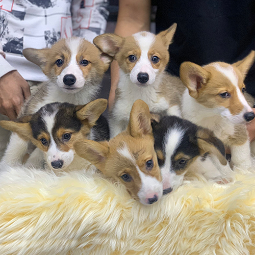 Đàn chó Corgi vàng trắng và tricolor thuần chủng dễ thương