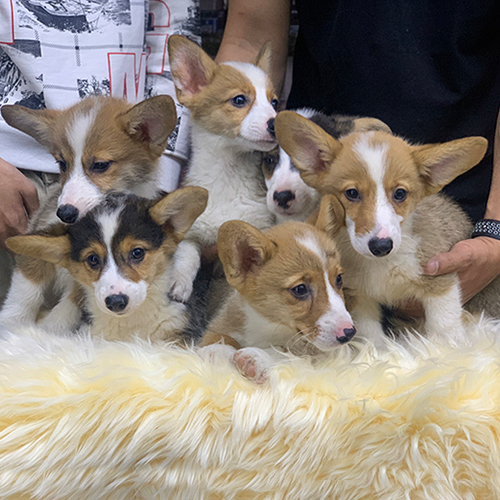 Đàn chó con Corgi thuần chủng đáng yêu đang được bế trên tay