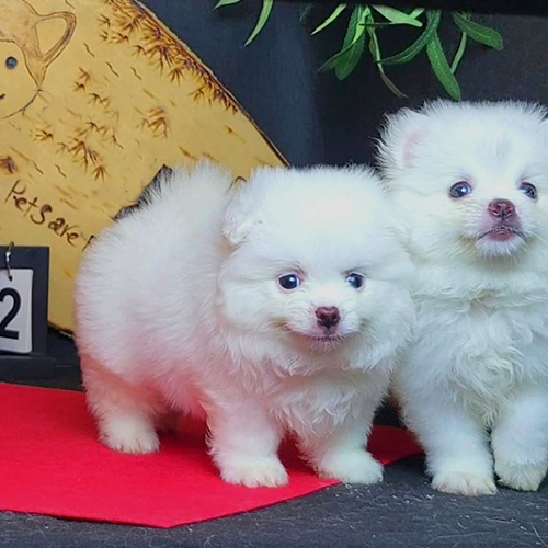 Hai chú chó Pom xù trắng thuần chủng siêu đáng yêu