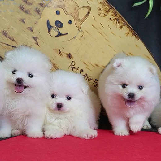 Đàn chó Phốc Sóc trắng lông xù nhập khẩu Châu Âu
