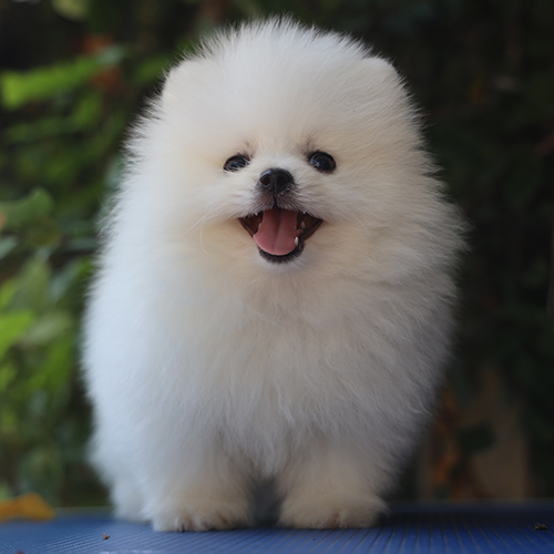 Chó Pom lông xù trắng tinh đáng yêu đang cười rạng rỡ