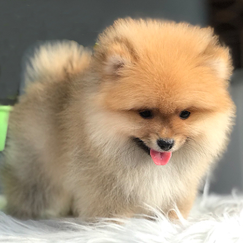 Chó Phốc Sóc Pomeranian siêu nhỏ nhập khẩu cực đáng yêu