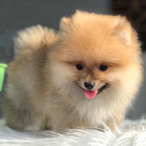 Chó Boo màu vàng kem siêu dễ thương, lông mịn và gương mặt đáng yêu