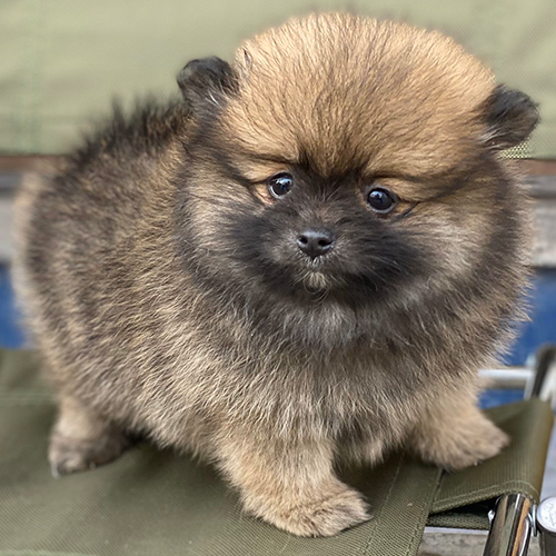 Chó Phốc Sóc thuần chủng màu sable dễ thương, đại diện giống chó Pomeranian nổi tiếng thế giới