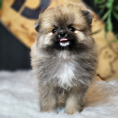 Chó Boo lông nâu đậm, nhỏ xíu và cực kỳ đáng yêu