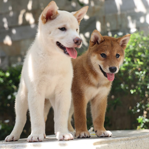 Cặp đôi chó Shiba Inu thuần chủng màu trắng và đỏ, đứng cạnh nhau dưới nắng tại Chomeocanh.com