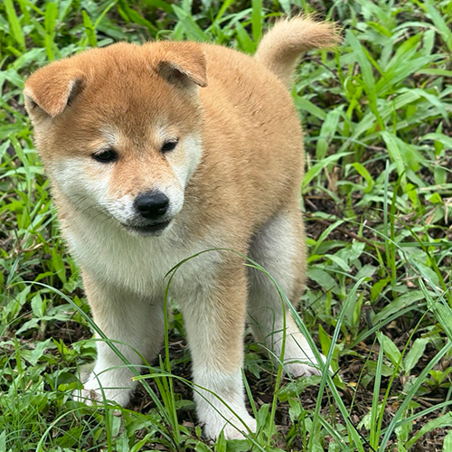 Chó Shiba Inu con đi dạo trên bãi cỏ, hoạt động ngoài trời giúp tăng sự gắn kết với chủ nhân