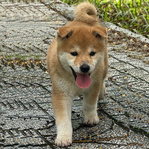 Chó Shiba Inu đang học đi vệ sinh đúng chỗ