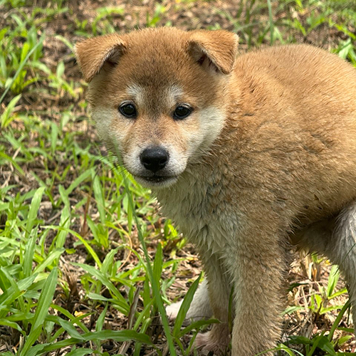Chó Shiba Inu con thuần chủng màu đỏ nhạt đứng trên cỏ, gây tranh cãi khi được chọn làm Cậu Vàng