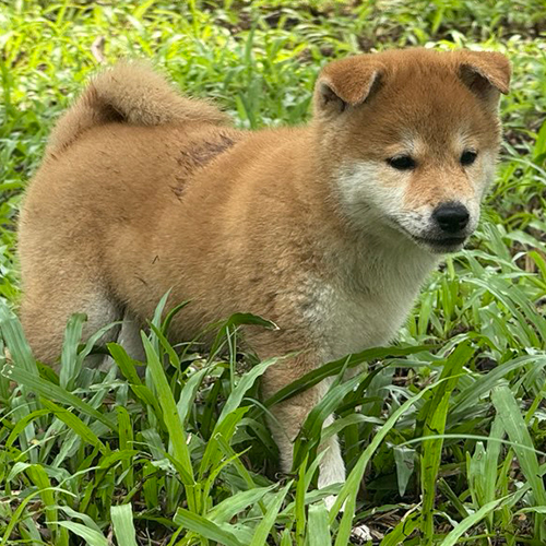 Chó Shiba Inu màu đỏ đang đi dạo trên thảm cỏ xanh