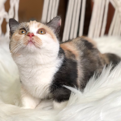 Mèo Munchkin chân ngắn tam thể, lông mềm mượt, mắt tròn đáng yêu.