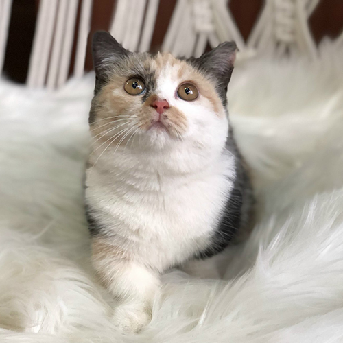 Mèo Munchkin chân ngắn tam thể đáng yêu trên thảm lông trắng