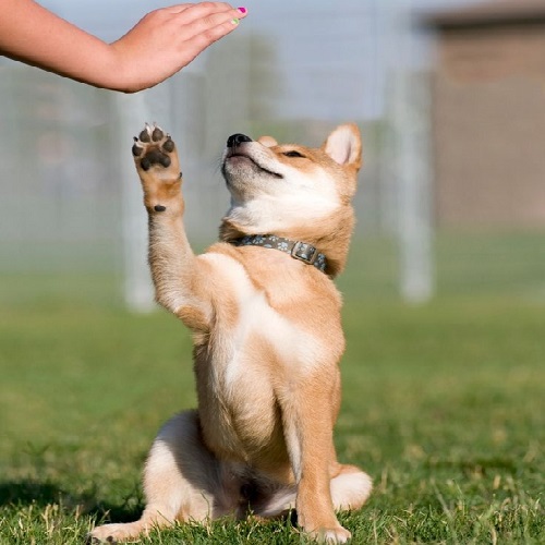 Shiba Inu bắt tay chủ nhân trên bãi cỏ