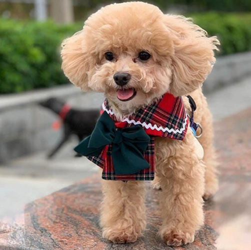 Chó Poodle diện trang phục dễ thương với nơ xanh và áo caro đỏ.