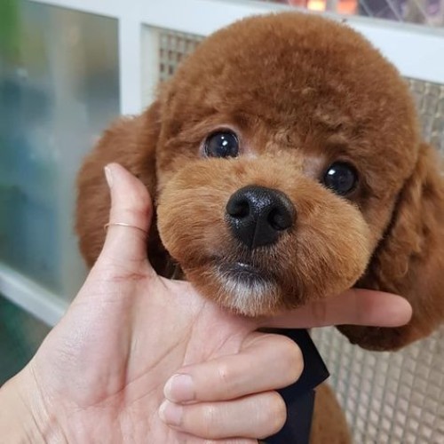 Chó Poodle lông nâu đỏ sau khi được cắt tỉa gọn gàng.