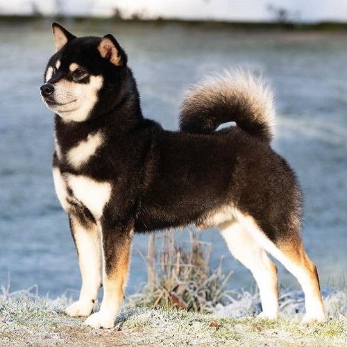 Shiba Inu đen nâu trưởng thành nhập khẩu từ Nhật Bản