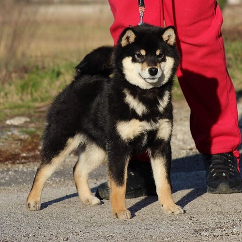 Shiba Inu đen bảo vệ chủ nhân theo lệnh