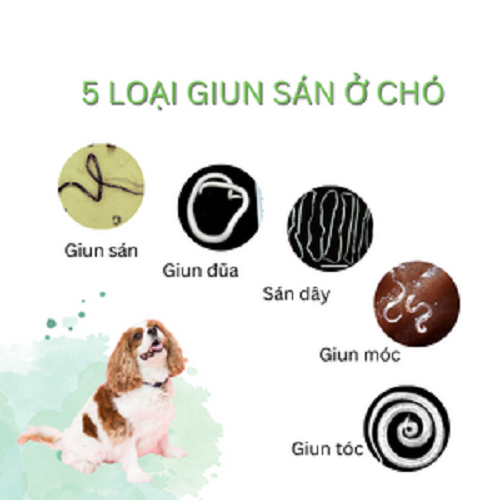 Hình ảnh minh họa 5 loại giun sán thường gặp ở chó