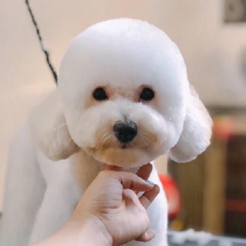 Chó Poodle sau khi cắt tỉa lông đẹp, sạch sẽ.