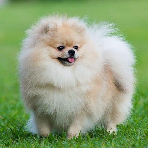 Chó Phốc Sóc đáng yêu lông bông trắng kem đứng trên cỏ