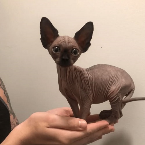 Mèo không lông Sphynx với tai to đen và ánh mắt tròn