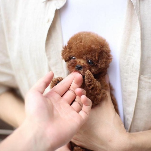 Chó Poodle Tiny màu nâu đỏ siêu nhỏ được bế trên tay, trông đáng yêu và dễ thương.
