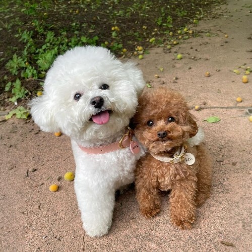Chó Poodle trắng và Poodle nâu đỏ đáng yêu bên nhau trong công viên.