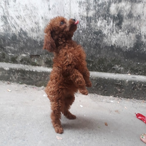 Chó Poodle màu nâu đứng bằng hai chân, biểu diễn động tác đáng yêu.