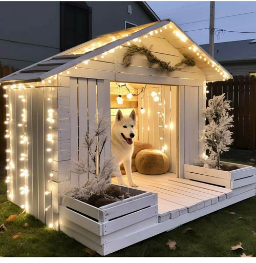 Chuồng chó trắng trang trí đèn LED, có mái và sân, chó Alaska đứng bên trong