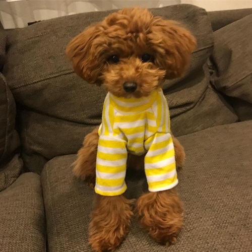 Chó Poodle mặc áo thun sọc vàng trắng đáng yêu.