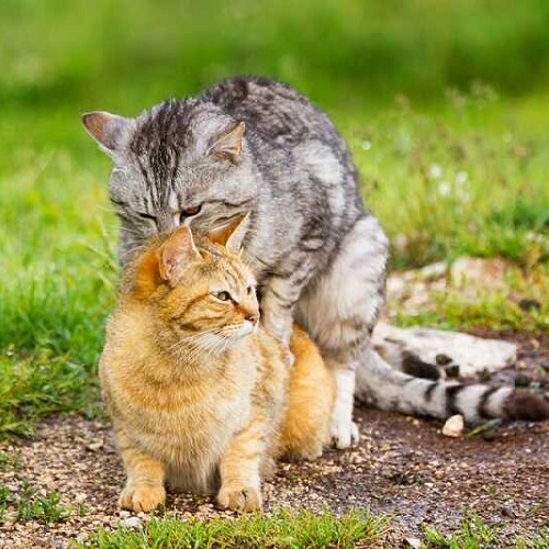 Cặp mèo đang phối giống tự nhiên ngoài trời tại Chomeocanh.com